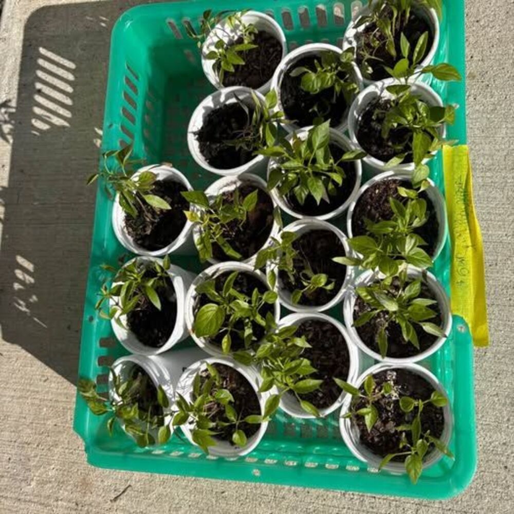 Thai Pepper Plants
